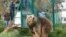 Lola the bear, one of two surviving animals in Mosul's zoo, along with Simba the lion, is seen at an enclosure in the shelter after arriving to an animal rehabilitation shelter in Jordan, April 11, 2017. 