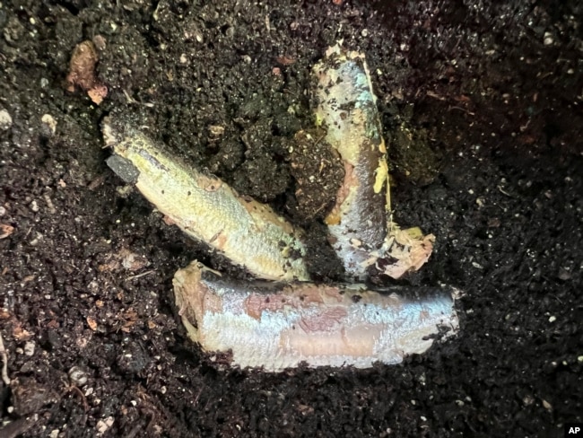 This June 23, 2022 photo shows fish in a Glen Head, NY, garden. Plants benefit from whole fish and fish scraps. They release nutrients into the soil. (Jessica Damiano via AP)