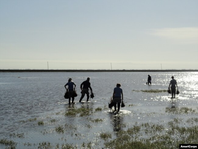 AmeriCorps volunteers work on a wetland project during Americorps Week, March 16, 2013. (AmeriCorps photo)