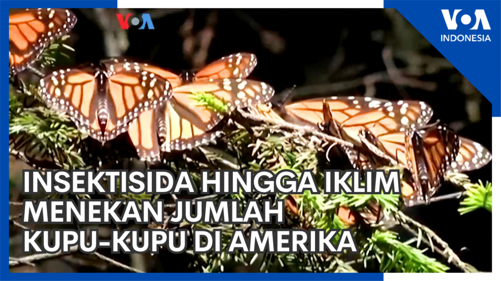 Insektisida hingga Iklim Menekan Jumlah Kupu-Kupu di Amerika
