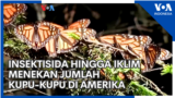 Insektisida hingga Iklim Menekan Jumlah Kupu-Kupu di Amerika