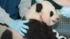 Bao Bao, le nom du bébé panda de Washington
