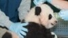 Bayi Panda Kebun Binatang Smithsonian Dinamai Bao Bao