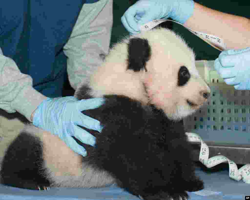 2013年11月29日，史密森国家动物园提供的图片显示出生即将百日的熊猫宝宝