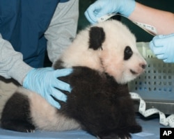 In this Nov. 29, 2013 photo provided by the Smithsonian National Zoo, a giant panda cub is measured as it is about to turn 100 days old, at the Smithsonian National Zoo in Washington.