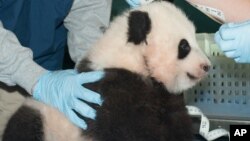 Bao-Bao, le bébé né au zoo ''Smithsonian National Zoo'' de Washington, la capitale américaine 