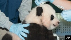 Bayi panda raksasa diukur saat berusia 100 hari di Kebun Binatang Nasional Smithsonian di Washington (29/11). (Foto: Kebun Binatang Smithsonian) 