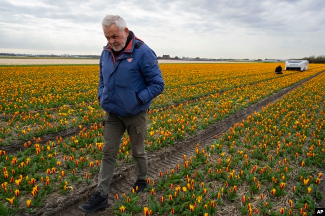 Theo van der Voort, a spotter of sick tulips, walks ahead of his namesake, Theo the robot. (AP Photo/Peter Dejong)