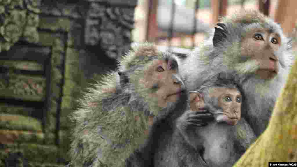 A family of long-tailed macaques at the Sacred Monkey Forest Sanctuary in Ubud, Bali, Indonesia.