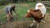 Un jeune homme fouetté et forcé de manger la bouse de vache pour avoir insulté sa mère en Tanzanie