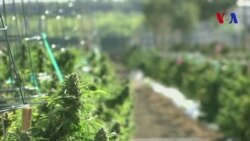 Marijuana legalizada en California