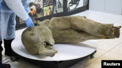 Researchers stand behind glass fencing as they show the carcass of a baby mammoth, which is estimated to be over 50,000 years old and was found in the Siberian permafrost in the Batagaika crater in the Verkhoyansky district of Yakutia, in the laboratory of the Mammoth Museum at the North-Eastern Federal University in Yakutsk, Russia. REUTERS/Roman Kutukov