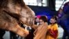 Members of the media touch a moving model of a Tyrannosaurus, during a media preview of the Dinoa Live Exhibition / Amazing Dinosaur Art Exhibition in the Shinjuku district of Tokyo.