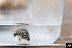 A musk turtle looks out from a tank while in quarantine at Roger Williams Park Zoo after 16 of the quarter-sized turtle hatchlings were confiscated in a wildlife bust on November 1, 2022, in Providence, Rhode Island. (AP Photo/David Goldman)
