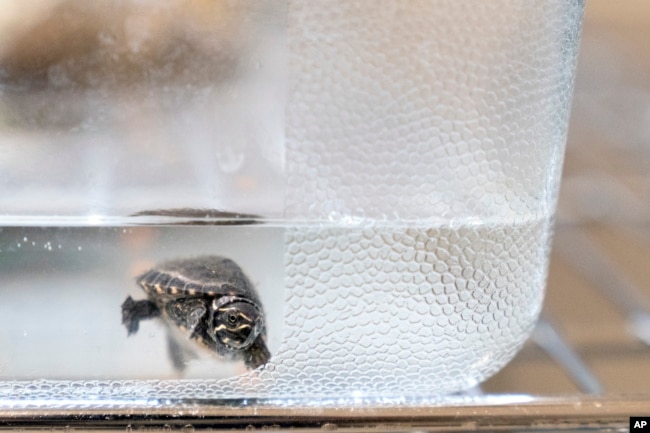 A musk turtle looks out from a tank while in quarantine at Roger Williams Park Zoo after 16 of the quarter-sized turtle hatchlings were confiscated in a wildlife bust on November 1, 2022, in Providence, Rhode Island. (AP Photo/David Goldman)