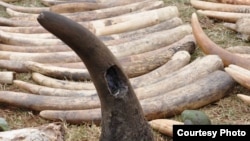 Sừng tê giác (ảnh minh họa). (Kenya Wildlife Service)