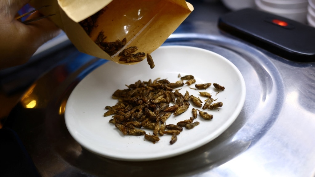 Singapore Approves Insects as Food