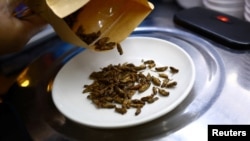 Restaurant owner Francis Ng prepares house crickets to add to his insect-based dishes at the House of Seafood restaurant in Singapore on July 16, 2024. (REUTERS/Edgar Su)