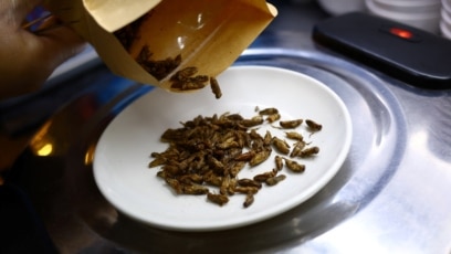 Singapore Approves Insects as Food