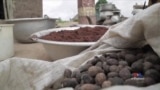 Taking Shea from Cottage Industry to Big Business in Ivory Coast