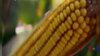 中國拒絕部分轉基因玉米 美國農民擔憂