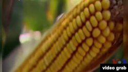 美國玉米 （視頻截圖）
