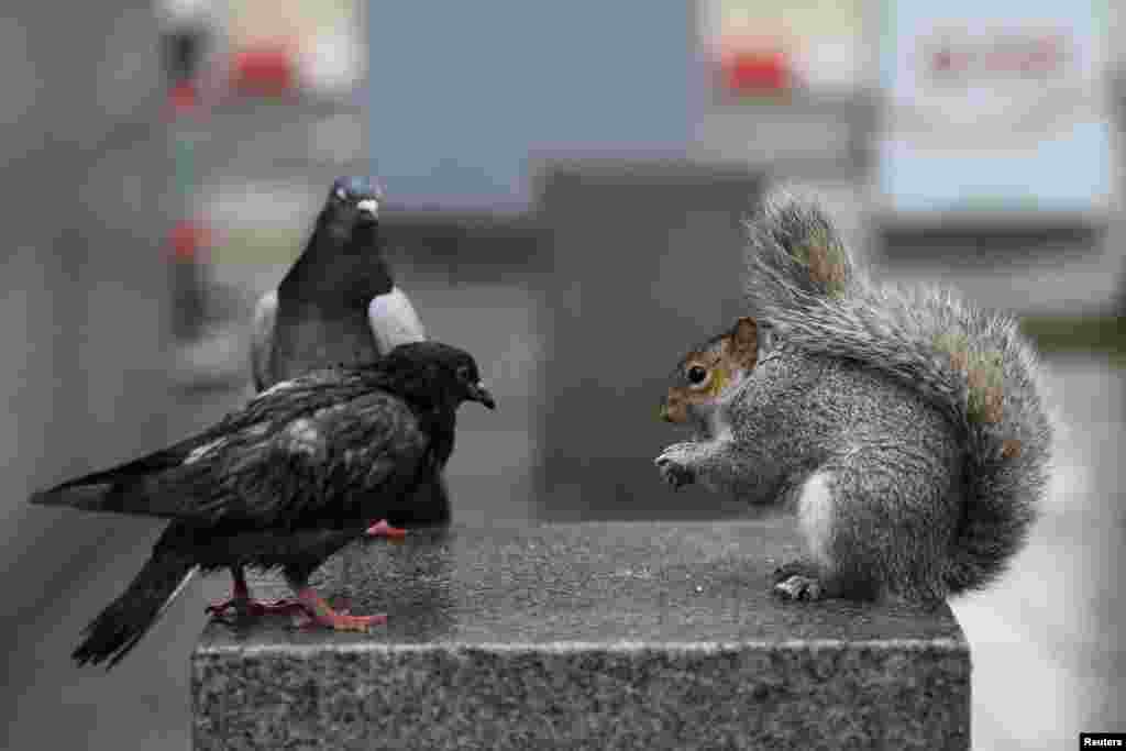 در بریتانیا دو کبوتر به یک سنجاب&nbsp; که در حال خوردن بادام زمینی است نگاه می کنند.