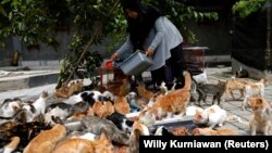 Dita Agusta, 45, pemilik tempat penampungan kucing yang disebut "Rumah Kucing Parung", memberi makan kucing-kucingnya di Bogor, provinsi Jawa Barat, 23 Desember 2019. (Photo: Reuters/Willy Kurniawan)