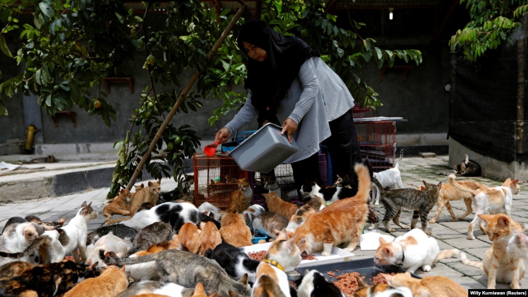 Dita Agusta, 45, pemilik tempat penampungan kucing yang disebut "Rumah Kucing Parung", memberi makan kucing-kucingnya di Bogor, provinsi Jawa Barat, 23 Desember 2019. (Photo: Reuters/Willy Kurniawan)