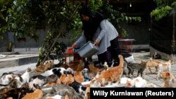 Dita Agusta, 45, pemilik tempat penampungan kucing yang disebut "Rumah Kucing Parung", memberi makan kucing-kucingnya di Bogor, provinsi Jawa Barat, 23 Desember 2019. (Photo: Reuters/Willy Kurniawan)