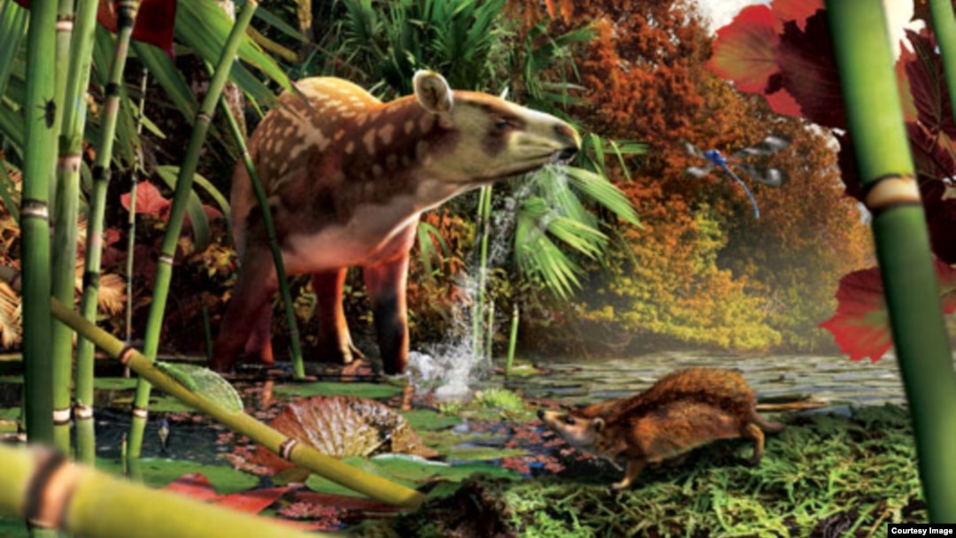 Silvacola acares, a tiny hedgehog, lived roughly 13 million years after an asteroid wiped out the dinosaurs and left the mammals as the dominant land animals. Artwork by Julius Csotonyi. 