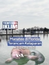 Manatee di Florida Terancam Kelaparan Karena Badai