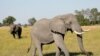 Botswana's Growing Elephant Population Creates Conflict with Humans