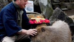 A zookeeper pats a capybara as he prepares to give the capybaras some vegetables at Izu Shaboten Zoo in Ito, Japan February 1, 2020.