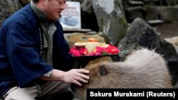 A zookeeper pats a capybara as he prepares to give the capybaras some vegetables at Izu Shaboten Zoo in Ito, Japan February 1, 2020.