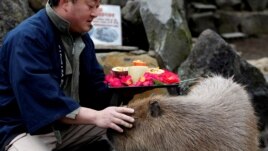 A zookeeper pats a capybara as he prepares to give the capybaras some vegetables at Izu Shaboten Zoo in Ito, Japan February 1, 2020.
