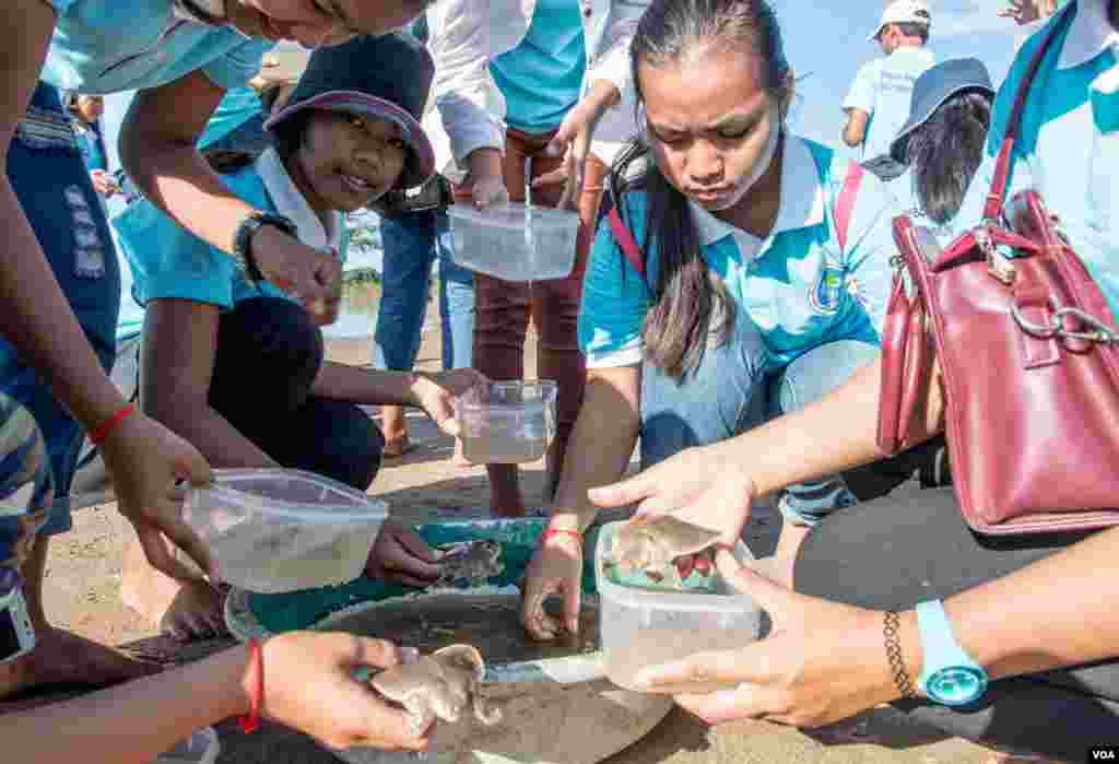 Students of the voluntary youth club of the Mekong Turtle Conservation Centre release&nbsp; baby soft-shell turtles back into the river on November 25, 2016. (Khan Sokummono/VOA)