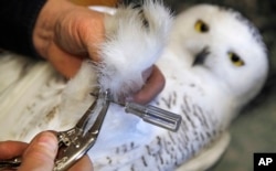 Norman Smith, director del Museo Blue Hills Trailside de Mass Audubon, coloca una banda en la pata de un búho blanco, en Milton, Massachusetts. 11 de diciembre de 2017.