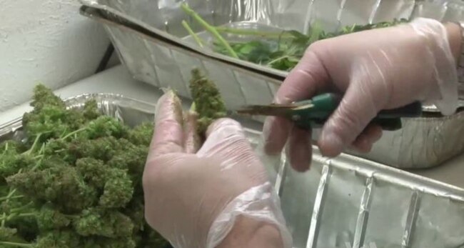 Colorado's Marijuana Regulations Strive to Balance Freedom, Responsibility