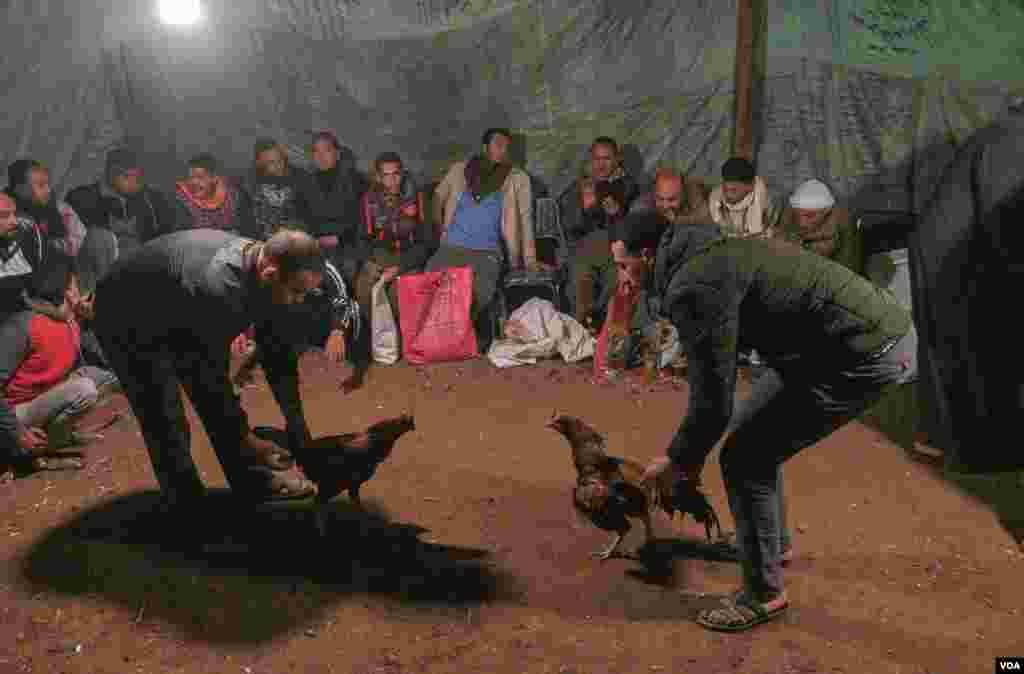 Dunyoning aksariyat mamlakatlarida hayvonlarni urushtirish qonun bilan taqiqlangan. Xususan, xo'roz urushtirish ham. Biroq bu jangning ashaddiy muxlislari choychaqa ishlab olish ilinjida chekka hududlarda an'anani davom ettirmoqda. Bunday tadbirlarga Misrda ham guvoh bo'lish mumkin.&nbsp;