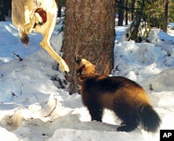 A remote camera photo of a wolverine attracted by a lure set up by biologists in the Okanogan National Forest.