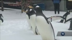 Пінгвіни в зоопарку міста Пітсбург неабияк зраділи снігу. Відео