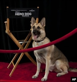 One of Rin Tin Tin's descendants serves as an ambassador for the American Humane Association's Hero Dog Awards, which honor dogs that help people in need.