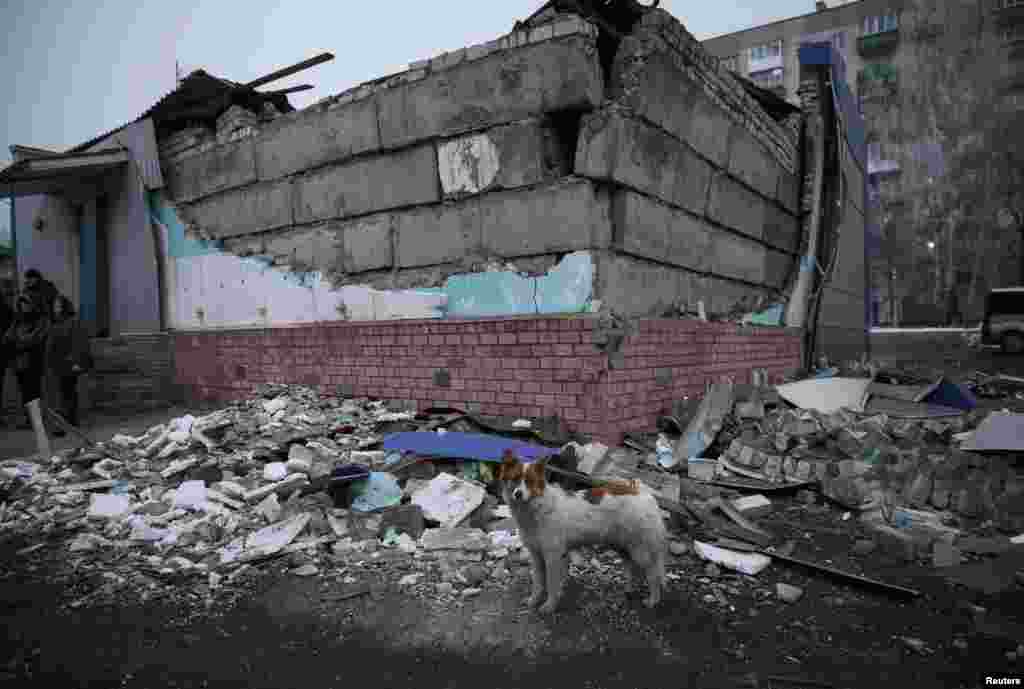 A dog roams near a destroyed house after shelling in Popasna, eastern Ukraine, Feb. 15, 2015.