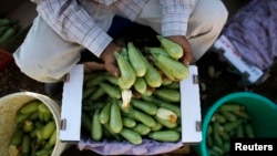 FILE - A Palestinian man packs freshly harvested zucchinis in boxes before selling them, at his field near al-Fawwar refugee camp, south of the West Bank city of Hebron, June 19, 2013. 