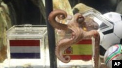 Ο Πώλ διαλέγει την Ισπανία έναντι της Ολλανδίας
