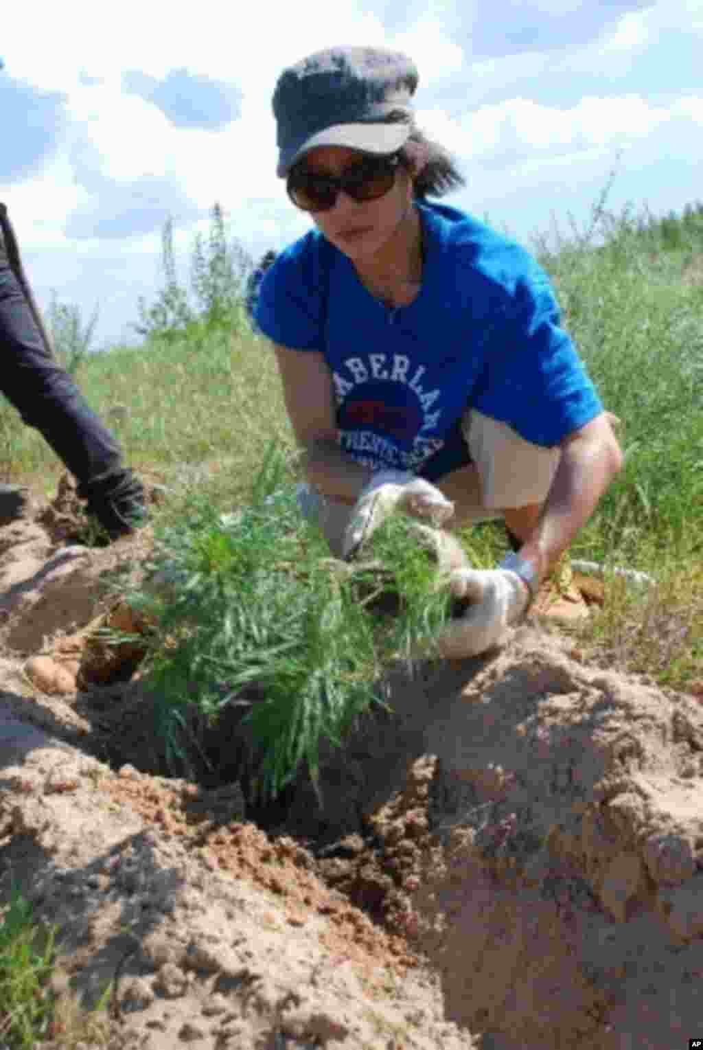 義工正準備將樹苗放到泥土裡