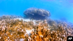 Fish swim near a head of coral in Kaneohe Bay, Hawaii on Oct. 1, 2021.