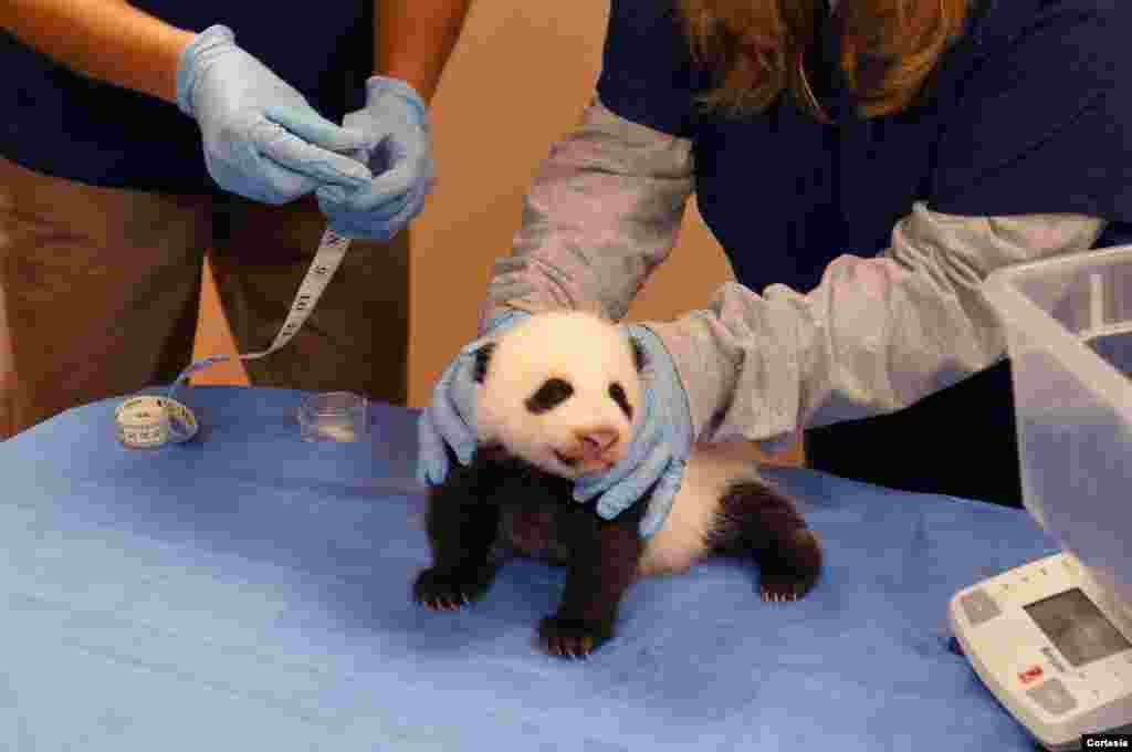 La evolución del cachorro es monitoreado de cerca por los veterinarios porque los pandas es una especie en extinción que requieren especial cuidado.