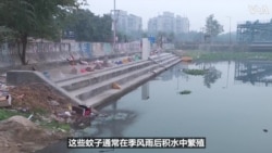 印度批准首款登革热病毒疫苗